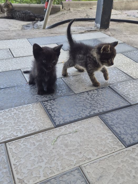 Отдам в добрые руки