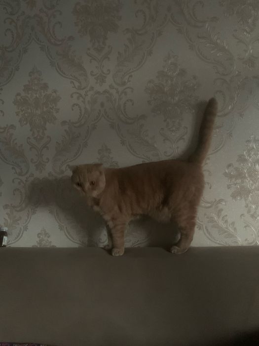 Scottish fold   .