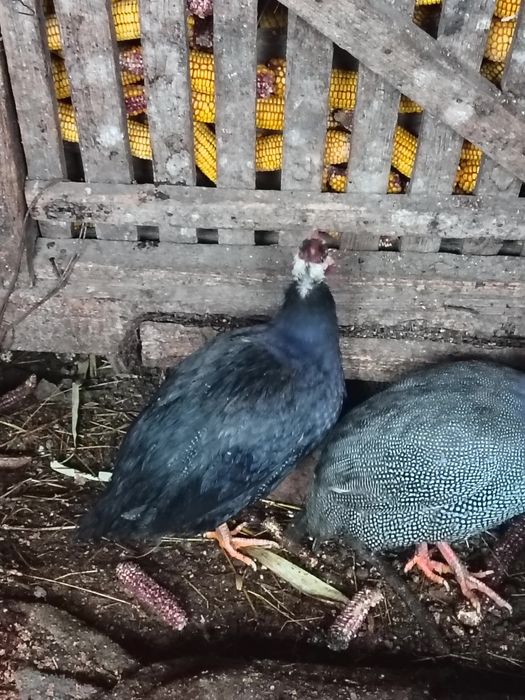 Bibiloi disponibilii.