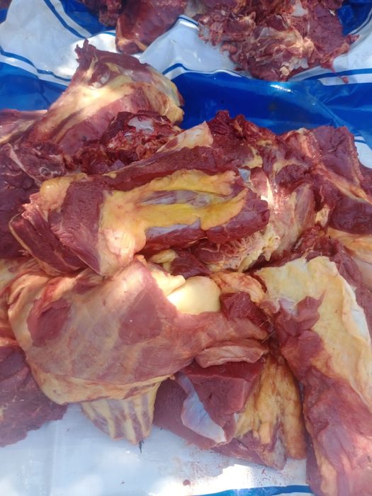 Согым бүгінге дайын мясо жылқы еті соғым