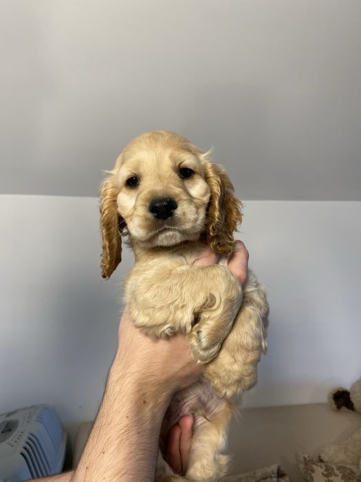 Cocker Spaniel baiat
