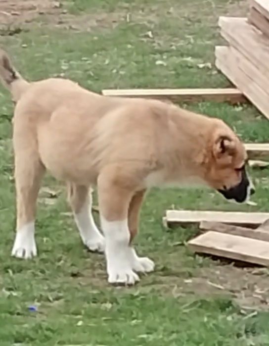 Ургашы төбет кушык