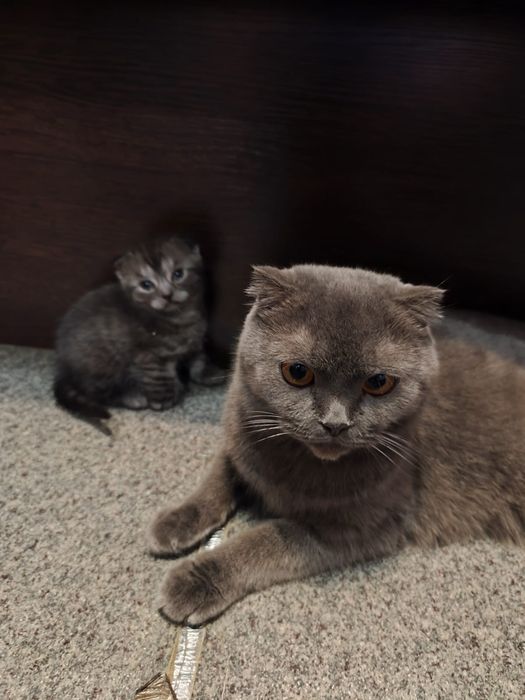 Вислоухие котята