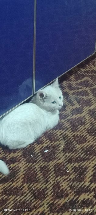 Jinsiy aloqa zhayynda o