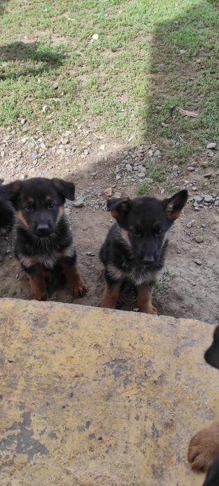 Щенки немецкой овчарки