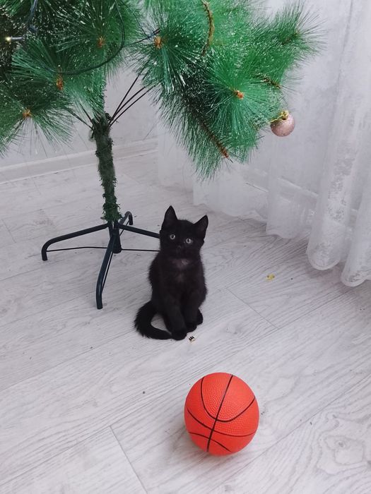 Котенок чёрненький, девочка