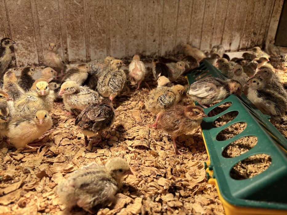 Пъдпъдъци маджурски,японски,селадона,фараон,китайски