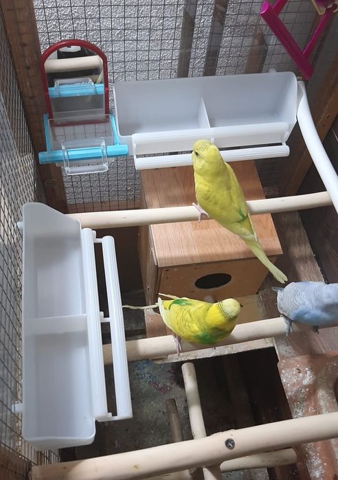 Vând Volieră și 7 Peruși