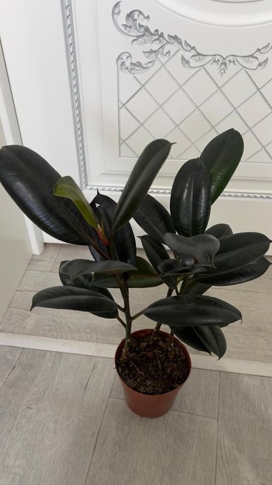 Фикус Абиджан 3 ствола