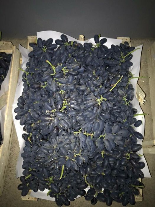 Uzum  kòcatlari va qalamchasi ZARKENT