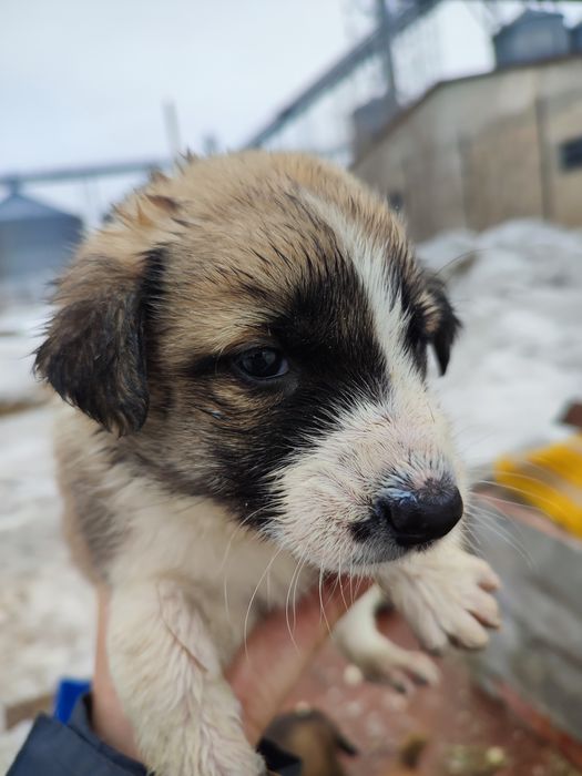 Щеночки в хорошие,добрые руки