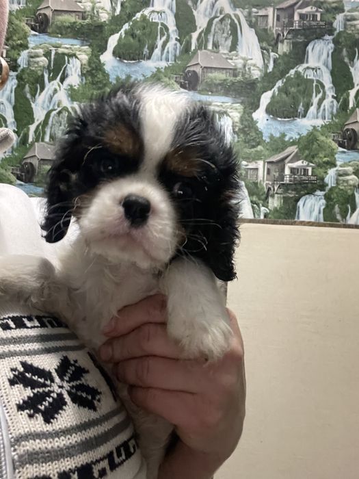 Кавалер кинг чарльз спаниель