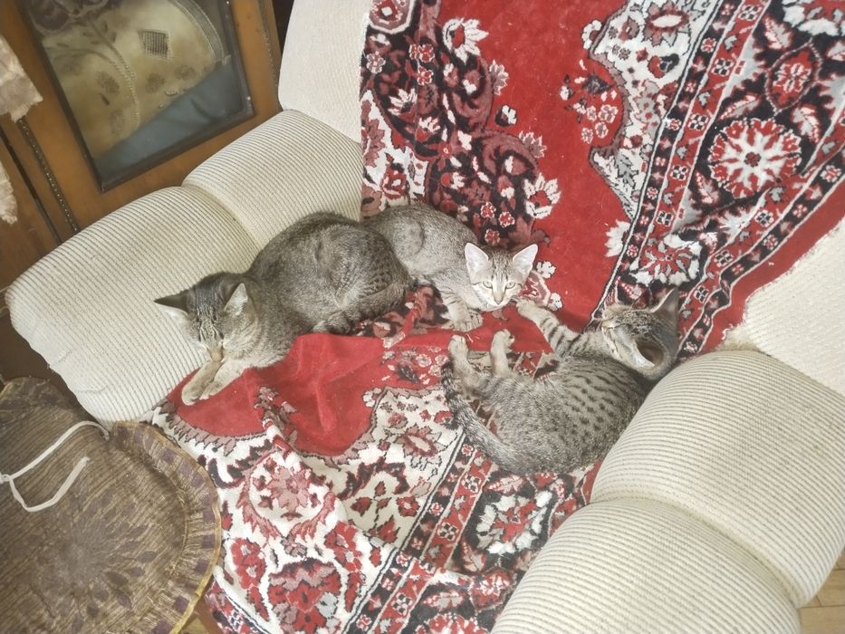 Отдаём котов в хорошие руки