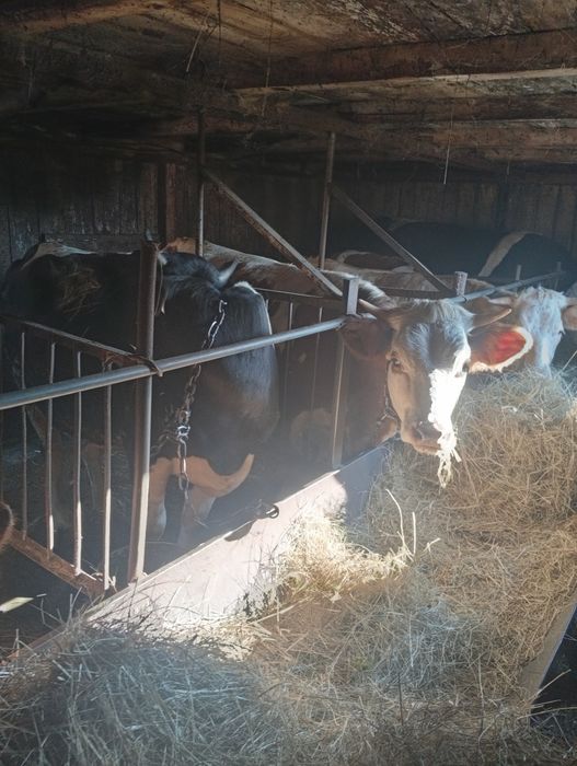 Продам быка и 4 телки