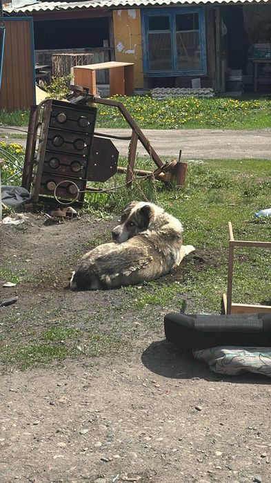 Алабай приученный