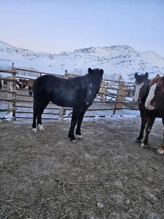 Продам жеребчиков