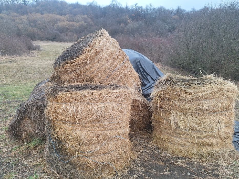 Baloti fan si lucerna