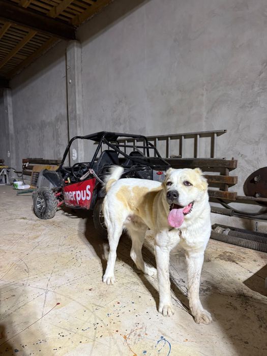 Сабака алабай еркек