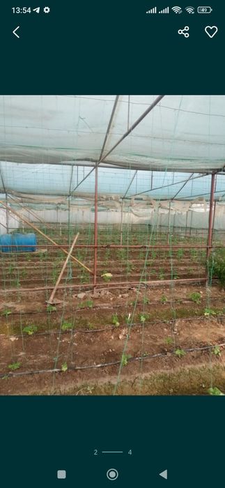 Parnik sotiladi 5 sotiq