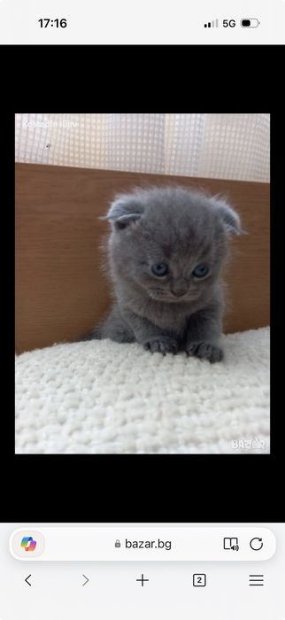 Свободни шотландски клепоухи