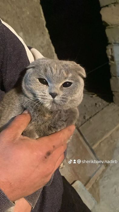 Шотландский кошка