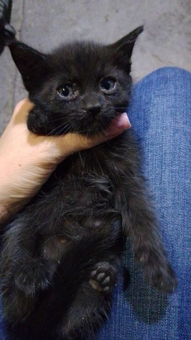 Подарю котëнка в добрые руки