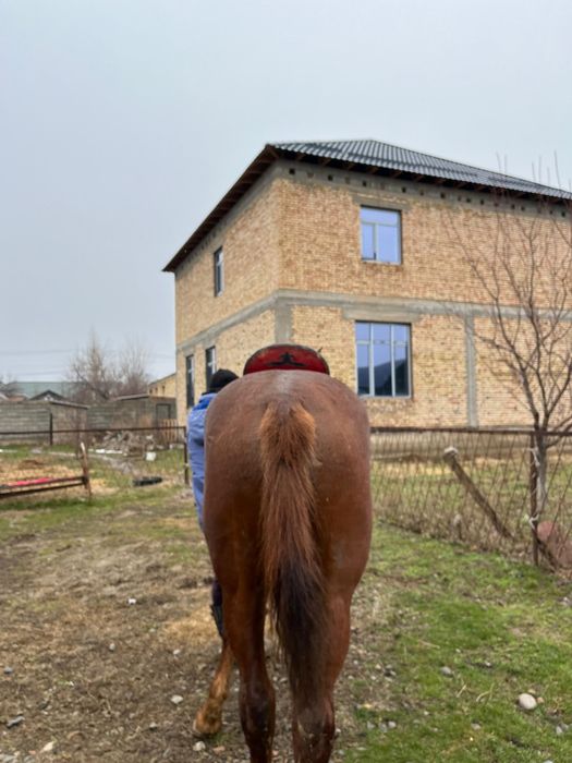 Шымкент жылқы сатылады