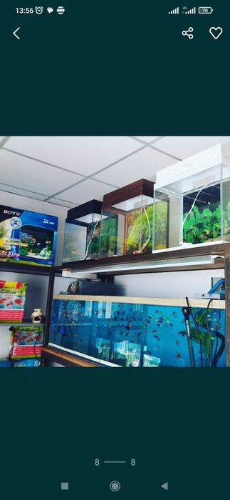 Аквариумная рыбка в Афалине