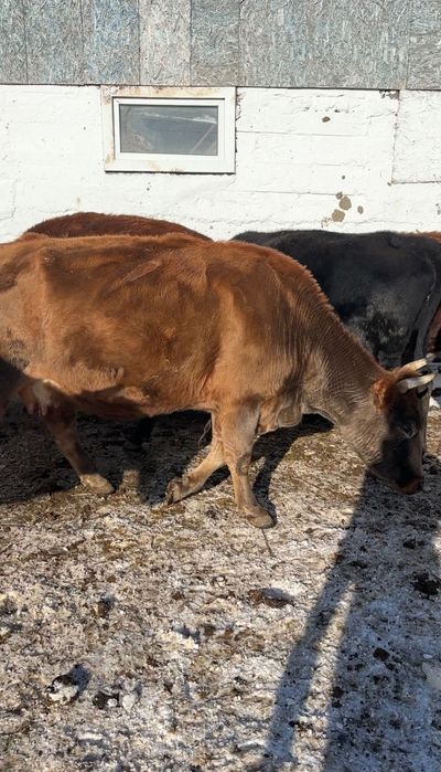 Корова дойная 4 отёл