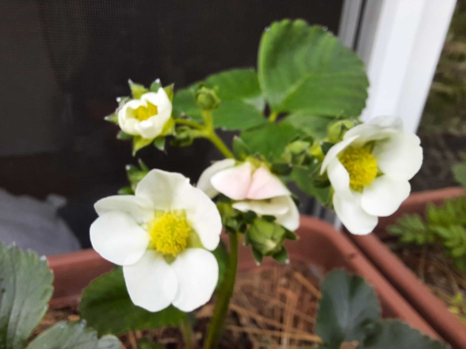 Ягоди Мице Шиндлер разсад пикиран в чашки