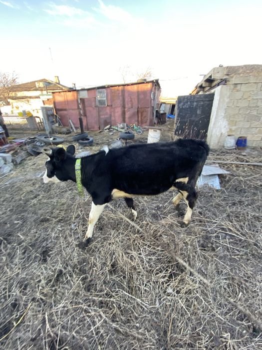 Продам телочку 12 месяцев