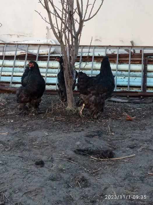 Brama joja tovula sotlad