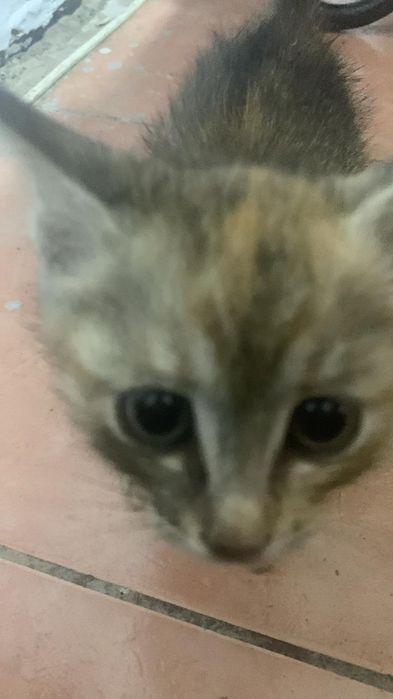 Отдам котят срочно