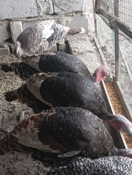 Курка kurka гушти бор тозза бокилган жайдари курка