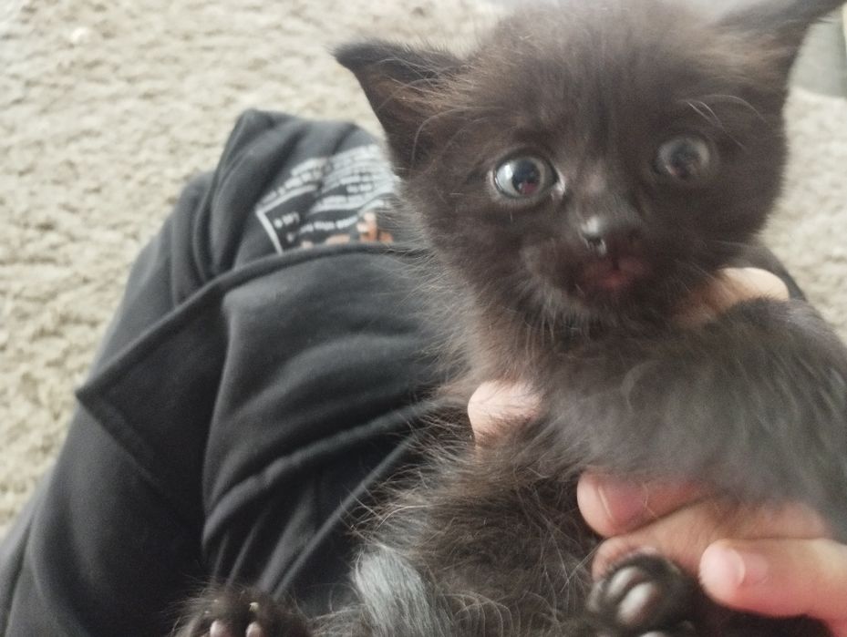 Котята их четыре