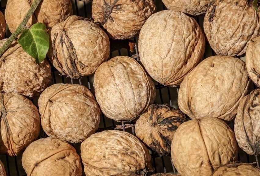 Орехи фундук лещина грецкий