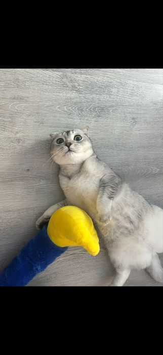 Шотландка вислоухая