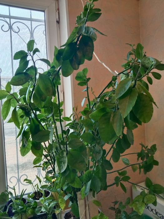 Цветок Педилантус