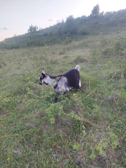 Vând iezi de lapte pt sacrificare