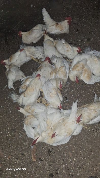 Продам домашнюю птицу
