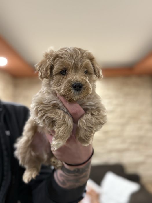 Малтипу момчета и момичета