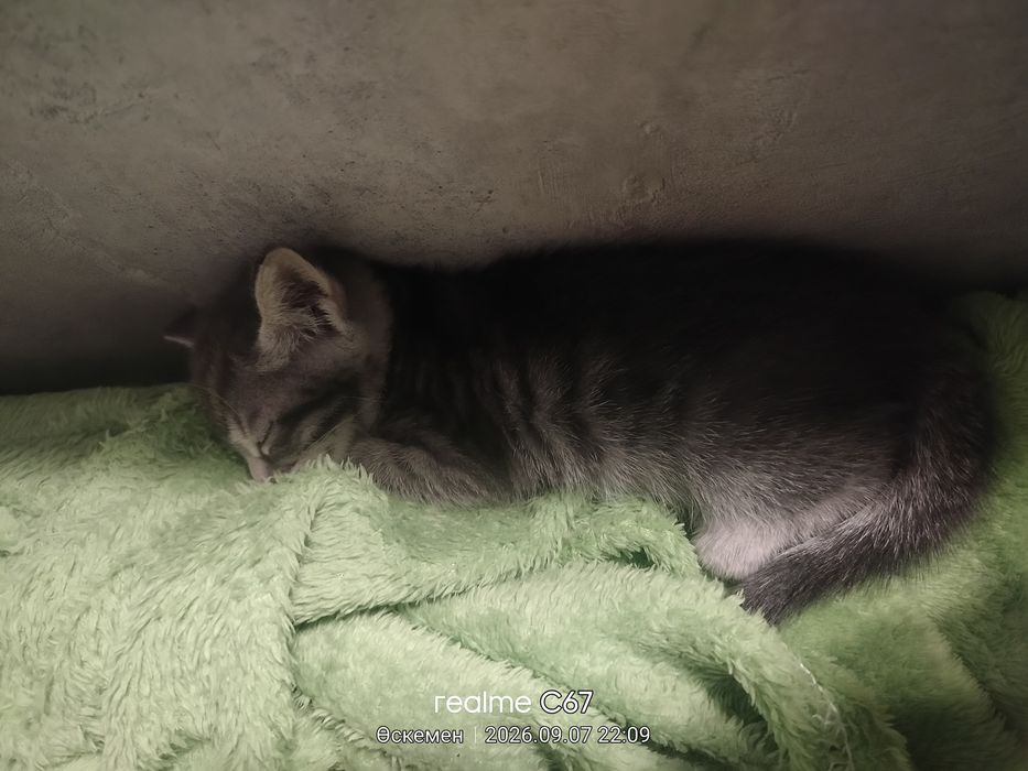 Котята в добрые руки.