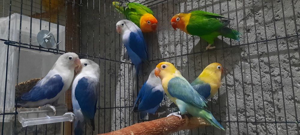 Тотықустар және клеткалар сатылымда