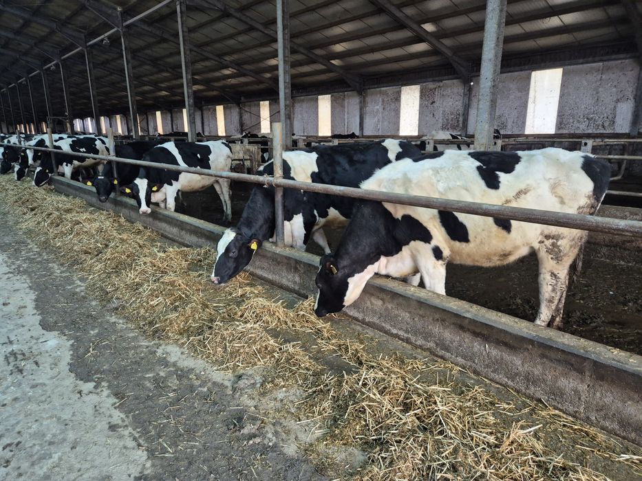 Juninci HF de vânzare