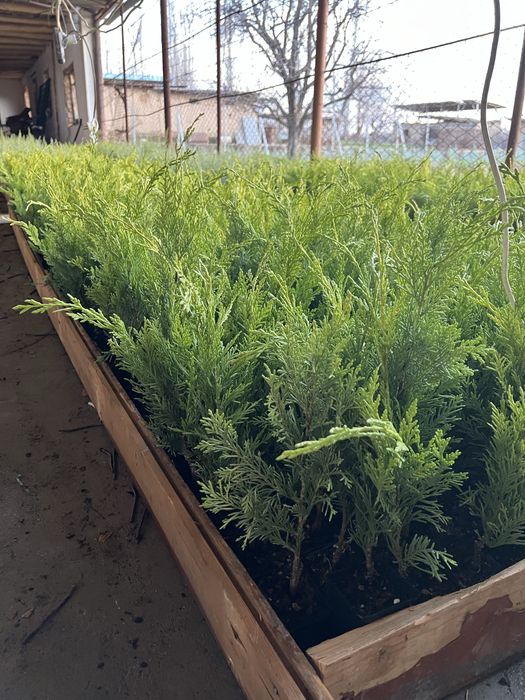 Кипарис голд райдер, мажевелник блю арров ва мунлов кучати, оптом!