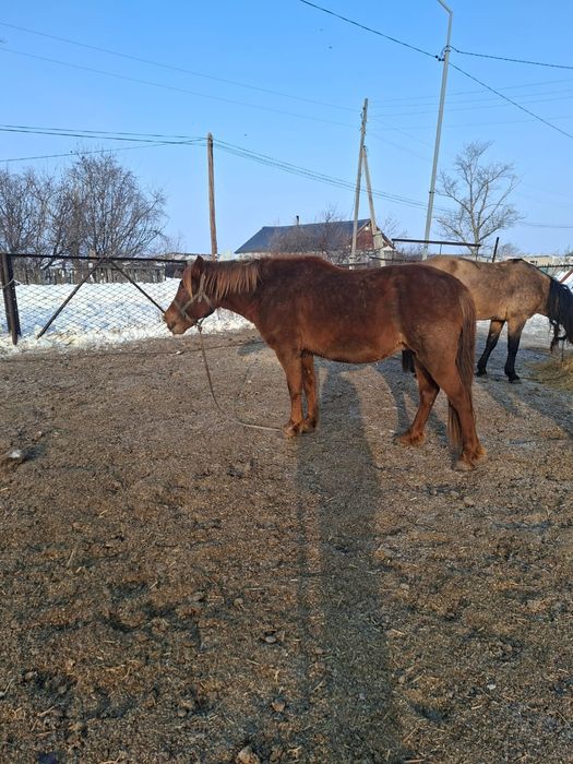 Бие сатылады    т.