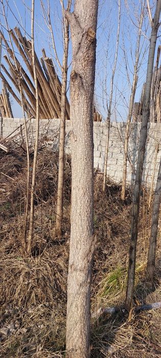 Тераклар Калифорния