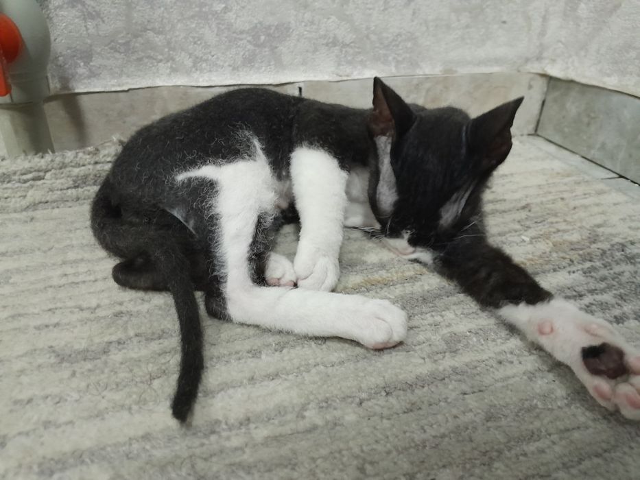 Отдам кота в добрые руки