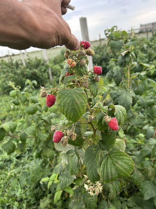 Саженцы малины сорт Мапема