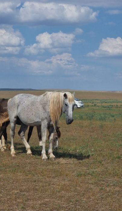 Семіз Айғыр сатылады жуас мінгі